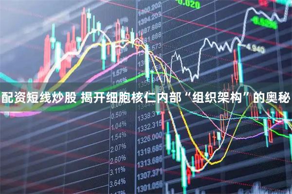 配资短线炒股 揭开细胞核仁内部“组织架构”的奥秘