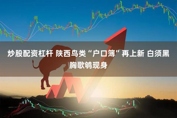 炒股配资杠杆 陕西鸟类“户口簿”再上新 白须黑胸歌鸲现身